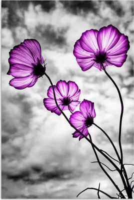 Produktbild von MuchoWow® Poster Blumen - Schwarz - Weiß - Lila 80x120 cm - Papierdruck