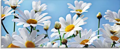 Produktbild von ARTland Glasbild Blumen - Margeriten Größe: 125x50 cm