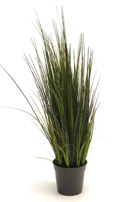 Produktbild von künstliches Flussgras, Gräser im Topf H. 60cm grün Emerald Topfpflanze WA