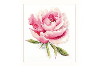 Obrázok produktu pre Alisa Alisa Border set Zachte Pioenroos 22x24 cm