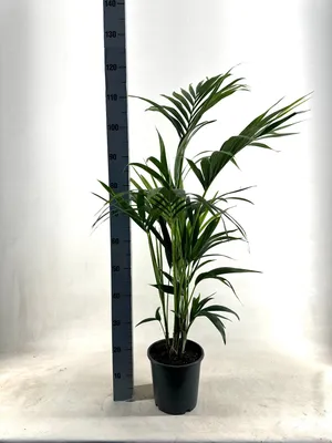 Zdjęcie produktu dla Palma Kentia - Howea Forsteriana - 100-110cm - Ø21cm - Roślina doniczkowa - Zimozielony