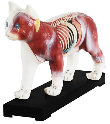 Image de Akupunktur Muskelmodell einer Katze