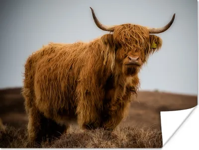 Produktbild von MuchoWow® Poster Schottischer Highlander - Düne - Gras 160x120 cm - Foto Plakat