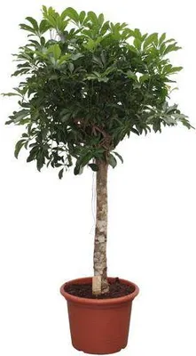 Obrázek produktu pro Schefflera Arboricola Compacta - pokojová rostlina, 180cm, prumer 35cm, dekorace