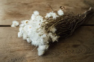 Produktbild von Kaap Flower in Natur, getrocknet, im Bund, Länge ca. 40-50cm, viele Farben wählbar, Farbe:Natur