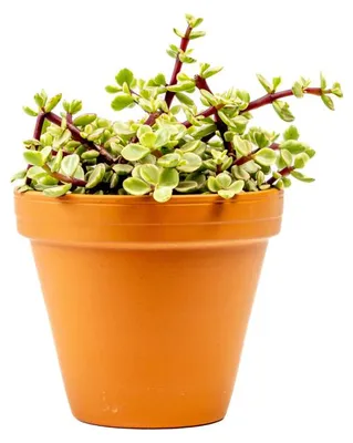 Obrázok produktu pre Gardners Portulacaria Afra variegata, priemer 12 cm