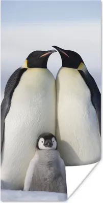 Produktbild von MuchoWow® Poster Pinguin - Familie - Schnee 20x40 cm - Plakat - Foto