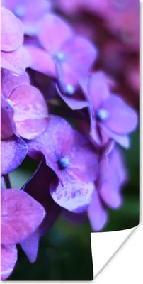 Produktbild von MuchoWow® Poster Blumen - Lila - Hortensie - Natur - Blütenblätter 20x40 cm - Plakat - Foto