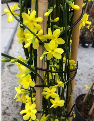 Zdjęcie produktu dla Jasminum nudiflorum - Jaśmin zimowy żółty 50-60 cm | Doniczka