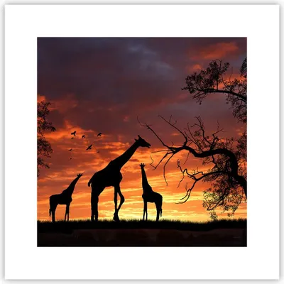 Produktbild von Poster - Poster ohne Rahmen - Giraffe Afrika Sonne Safari - 30x30 cm - Wand Bild - Wanddeko - Wandbilder - Kunstposter - Wandposter - Bilder - Kunstdruck - Wanddekoration - Wandbild - P2XAC30x30-0507