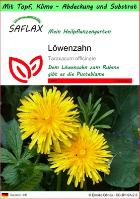 Produktbild von SAFLAX Garden to go - Löwenzahn - Taraxacum officinale - 200 Samen - Mit Topf, Klima - Deckel und Anzuchtsubstrat