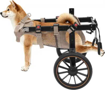 Imagen del producto de Silla de ruedas para perros, para patas traseras, con 2 ruedas, ajustable, ayuda para perros en recepciones