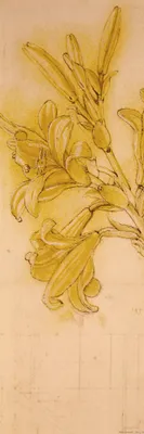 Produktbild von Leonardo Da Vinci Kunstdruck Bild - Lilienstudie, 1480-1485 (91 x 30 cm)