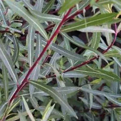 Immagine prodotto di 2 x Salice a palla - Salix purpurea 'Nana' | 50-60 cm in contenitore