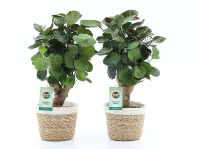 Produktbild von Fiederaralie Polyscias 2er Set mit Übertopf 40cm