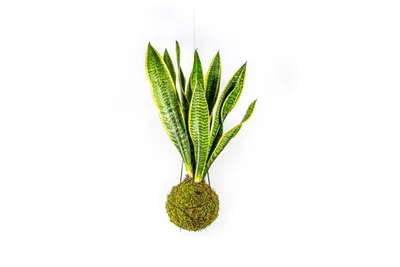 Obrázok produktu pre Gardners Kokedama Sansevieria Laurentii (L)