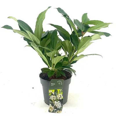 A potted plant with green leaves and a label showing white flowers.