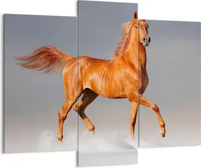 Produktbild von Bild auf Leinwand - Leinwandbild - Tiere Pferd Galopp Geschwindigkeit - 130x100cm - Wand Bild - Wanddeko - Leinwanddruck - Bilder - Kunstdruck - Leinwand bilder - Wandkunst - CB130x100-2590