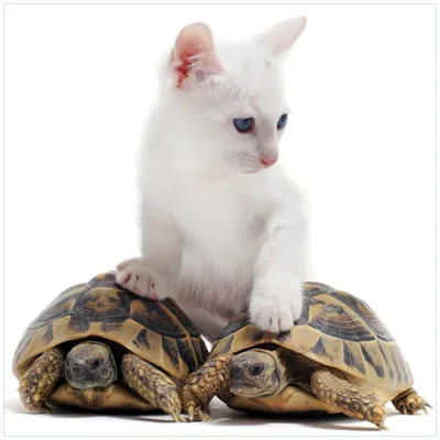 Produktbild von Wallario Magnet für Kühlschrank / Geschirrspüler, magnetisch haftende Folie - 60 x 60 cm, Motiv: Katze auf Schildkröten