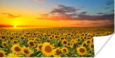 Produktbild von MuchoWow® Poster Blumen - Sonnenblume - Sonnenuntergang - Nacht - Orange 40x20 cm - Poster für die Wand - Poster Schlafzimmer
