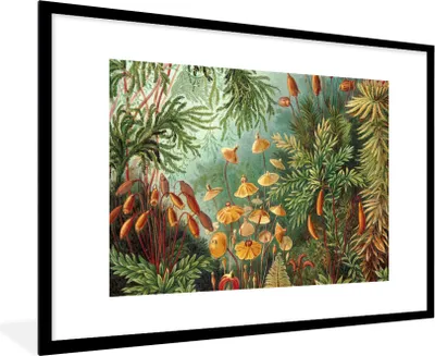 Produktbild von MuchoWow® Gerahmtes Poster Alte Meister - Kunst - Muscinae - Haeckel 90x60 cm - Poster mit Schwarzem Bilderrahmen Wandposter Rahmen Foto Bilder - Wanddekoration - Fotos