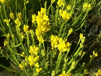 Produktbild von Genista sagittalis - Flügel-Ginster 30-40