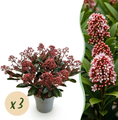 Immagine prodotto di Skimmia japonica Rubella - Rosso Boom - 15+ fiori - 3 piante - Difficile da coltivare - 30cm - Ø15cm - Pianta da giardino
