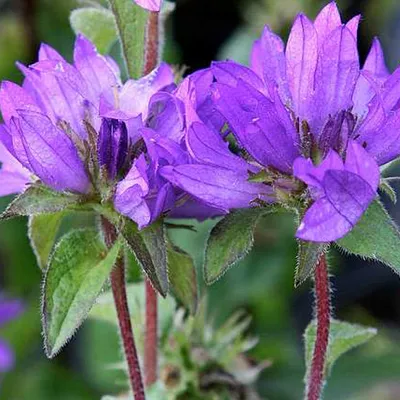 Produktbild von 6 x Knäuel Glockenblume  - Campanula glomerata 'Superba'  | Topf 9cm x 9cm