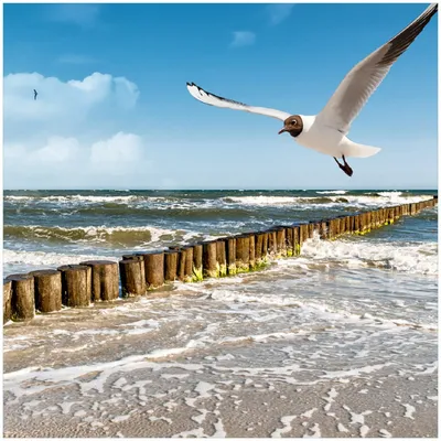 Produktbild von Wallario Premium Glasbild, freischwebende Optik, kräftige Farben, Größe 30 x 30 cm Motiv Fliegende Möwe am Strand