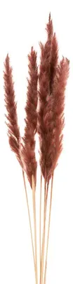 Obrázek produktu pro Pampová tráva červená - pampová tráva - Cortaderia - 75 cm - 6 kusů