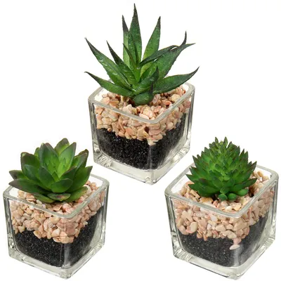 Produktbild von Künstliche Sukkulente, Zimmerpflanze, Dekoration für Wohnzimmer und Badezimmer, Höhe 10,5 cm, im Glastopf, 3er-Set