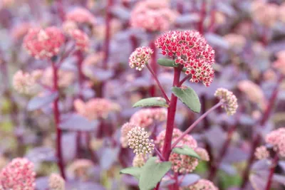 Produktbild von Sedum telephium 'Red Cauli', Fetthenne, rot, ca. 11x11 cm Topf
