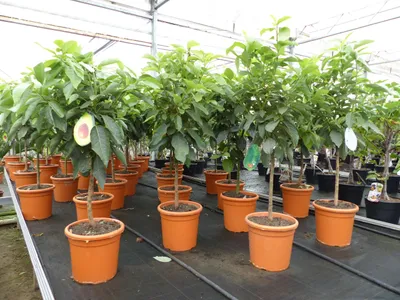 Produktbild von Avocadobaum Avocado Mexicola 100-140 cm veredelt, Persea americana Avocadopflanze, tropische Früchte Pflanze