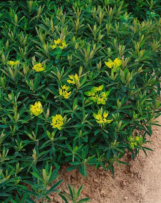 Produktbild von Goldwolfsmilch Purpurea, im Topf - Euphorbia polychroma