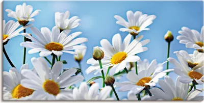 Produktbild von ARTland Leinwandbild Blumen - Margeriten Größe: 100x50 cm