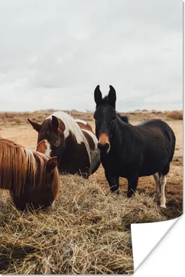 Produktbild von MuchoWow® Poster Tiere - Pferd 40x60 cm - Plakate für die Wand - Poster Babyzimmer