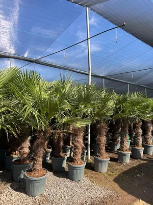Produktbild von Sunny Tree - Palme - Trachycarpus Fortunei - Chinesische Fächerpalme - Hanfpalme - 220 CM Inklusif Topf - Stammhöhe 80-100 cm - Winterhart bis -18