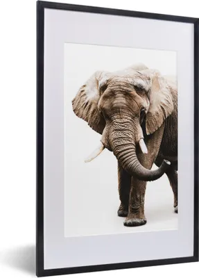 Produktbild von MuchoWow® MuchoWow® Gerahmtes Poster Elefant - Weiß - Tiere 40x60 cm - Poster mit zchwarzem Bilderrahmen - Poster in Rahmen