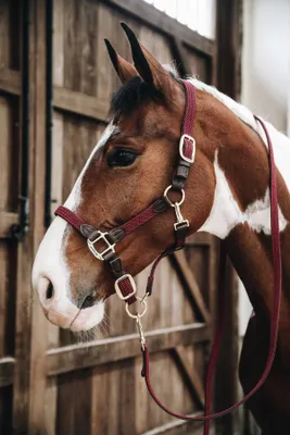 Produktbild von Kentucky Horsewear Geflochtene Nylon Führleine 2 m Schwarz