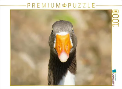 Produktbild von CALVENDO Puzzle Gänseschnabel | 1000 Teile Lege-Größe 64x48cm Foto-Puzzle für glückliche Stunden