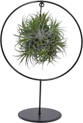 Obrázok produktu pre Vzdušná rastlina Tillandsia Ring Mix, priemer 17cm, výška 30cm, izbová rastlina