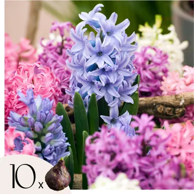 Produktbild von Hyazinthenzwiebeln - 10 Stk - Hyacinthus - Blumenzwiebeln - Mehrfarbig