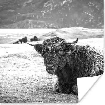 Produktbild von MuchoWow® Poster Schottischer Highlander - Berg - Tiere 75x75 cm - Wand Dekoration