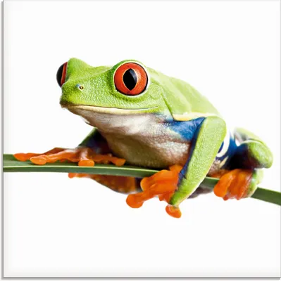 Produktbild von ARTland Glasbild Frosch auf einem Blatt Größe: 30x30 cm