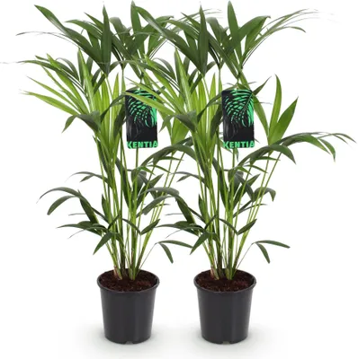 Obrázek produktu pro Howea Forsteriana - Kentia - palma - 2 rostliny - 80 - 85cm - 19cm - nenárocné