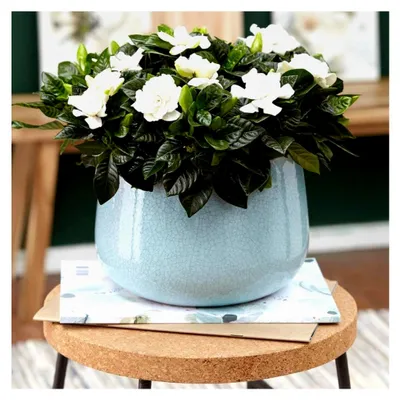 Produktbild von Immergrüner Strauch 'Gardenia Jasminoides' 12cm getopfte Pflanze