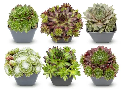 Image de 6x - Sempervivum Big Sam - Ø7cm - ↕10-12cm