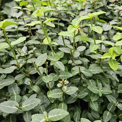 Obrázok produktu pre Euonymus fortunei 'Radicans', 60 kusov