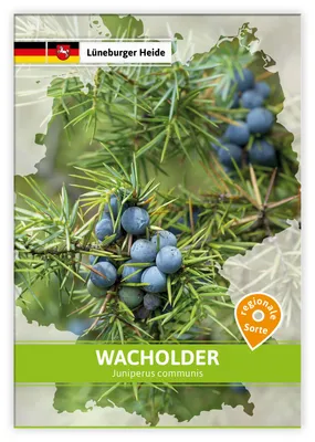 Artikelbild 1 von 'Wacholder (Regionale Sorte Lüneburger Heide)' aus der Kategorie Regionale Sorten