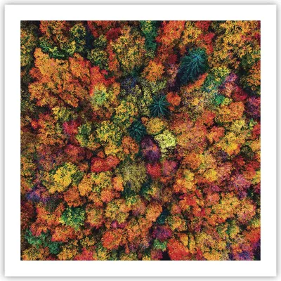 Produktbild von Poster - Poster ohne Rahmen - Herbst Perspektive Vogel - 60x60 cm - Wand Bild - Wanddeko - Wandbilder - Kunstposter - Wandposter - Bilder - Kunstdruck - Wanddekoration - Wandbild - P2XAC60x60-4478